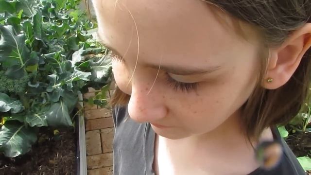 How to Harvest broccoli to get more from your plants... смотреть онлайн