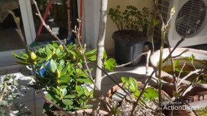 Магнолия в горшке-уход и содержание