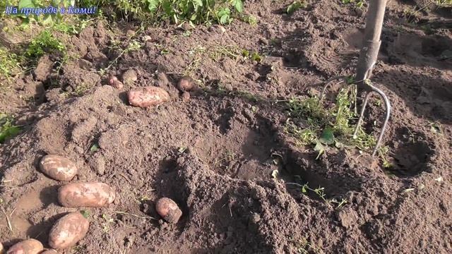 Будни в деревне #22 Копаем картошку, сорт /Аврора/ смотреть онлайн