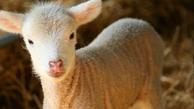 Почему лысеют овцы и едят шерсть? Овцеводство | Болезни и лечение овец