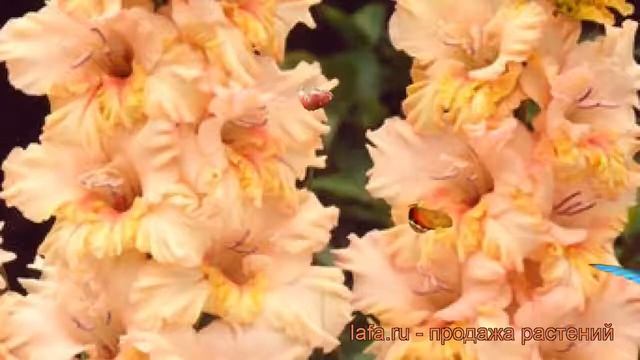 Гладиолус гофрированный Румба Раффл (gladiolus) ? обзор: как сажать, рассада гладиолуса Румба Раффл смотреть онлайн