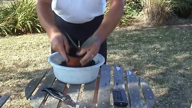 comment bouturer le laurier sauce смотреть онлайн