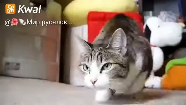 Танец котов | Kwai | смотреть онлайн