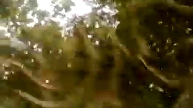 Ужгород.Дачная.В лужах полно червей после дождя. смотреть онлайн