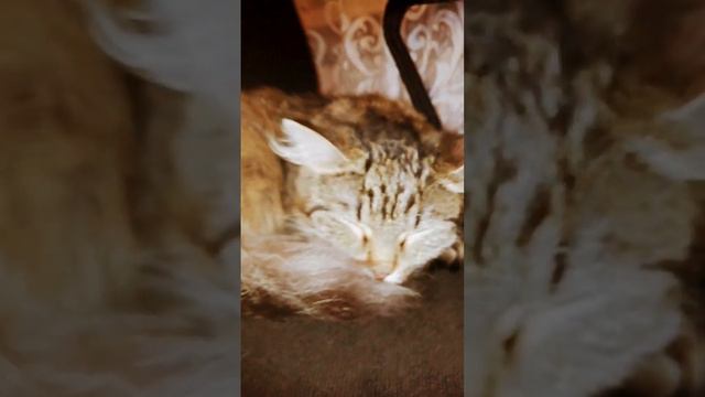 кошка смотреть онлайн