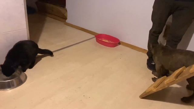 Щенок кане корсо и наглая киса! смотреть онлайн