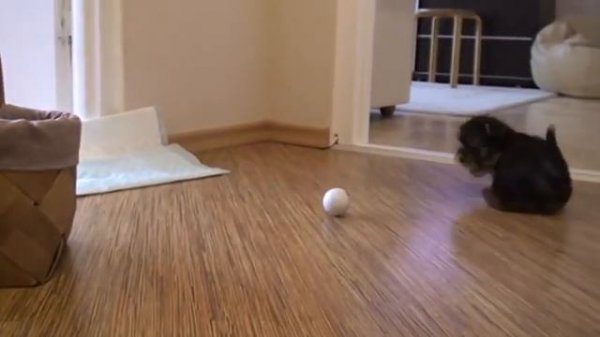 Маленькая собачка йоркширский терьер играет в мяч. Little yorkshire terrier dog playing ball