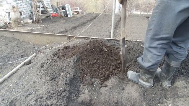 Посадка однолетнего саженца винограда весной