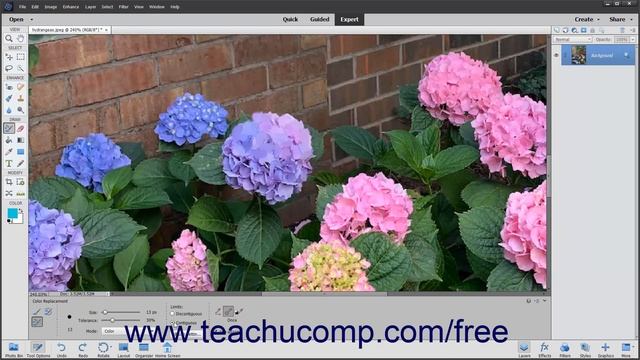 Learn How to Use the Color Replacement Tool in Adobe Photoshop Elements 2022: A Training Tutorial смотреть онлайн