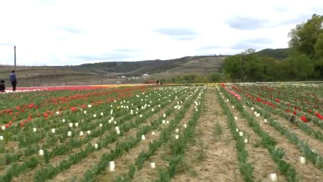 Mini Holland in Moldova Тюльпаны, нарциссы в Молдове смотреть онлайн