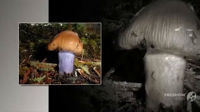 Cortinarius cylindripes - fungi kingdom смотреть онлайн