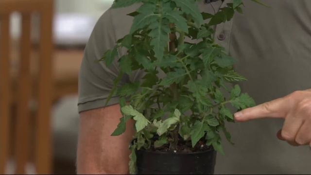 Cottage Farms Mighty Mato Brandywine Duo On QVC