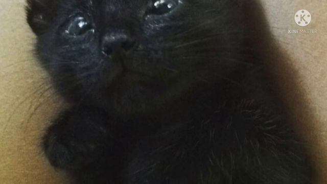 Он был близок к смерти. Кожа да кости, полностью слепые из-за мусора и грязи глаза смотреть онлайн