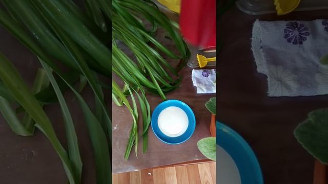 Ознакомление с окружающим Уход за комнатными растениями гр. 3 смотреть онлайн
