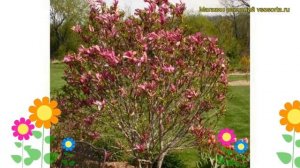Магнолия гибридная Сюзан. Краткий обзор, описание характеристик magnolia Susan