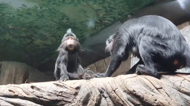 Океанариум. Воронеж. 2022 смотреть онлайн