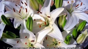 Что добавить в воду, чтобы лилии дольше стояли в вазе