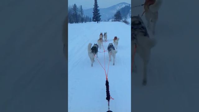 Катание на собачьей упряжке# ХАСКИ#Туманка смотреть онлайн