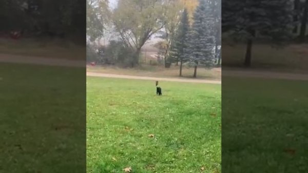 Funny-animals-Funny-cats-dogs-Funny-anim_54