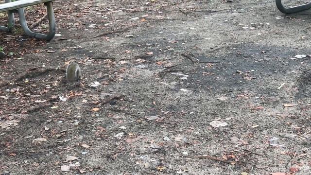 squirrel prepares for winter in Florida?Белка готовится к зиме во Флориде смотреть онлайн