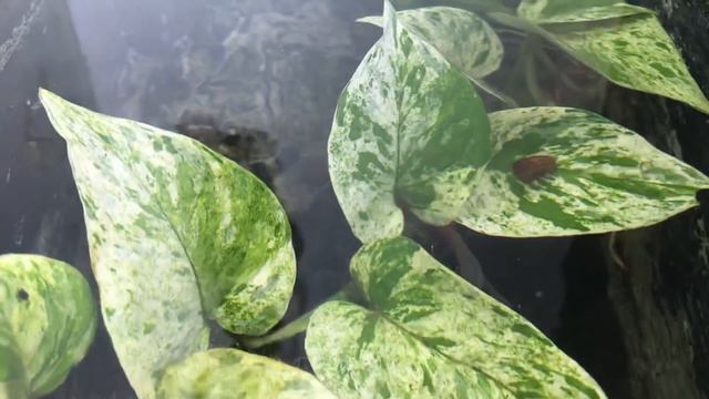 Tanaman penjernih air kolam смотреть онлайн