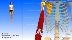 ДВИЖЕНИЯ В ЛОКТЕВОМ СУСТАВЕ