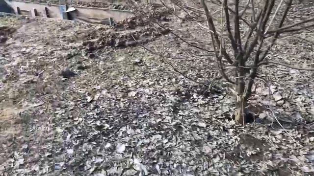 Инжир в Киевской обл. после зимовки в траншеях март 2019 смотреть онлайн