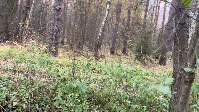 Прогулка с собакой по лесу. Очень много опят в лесу смотреть онлайн