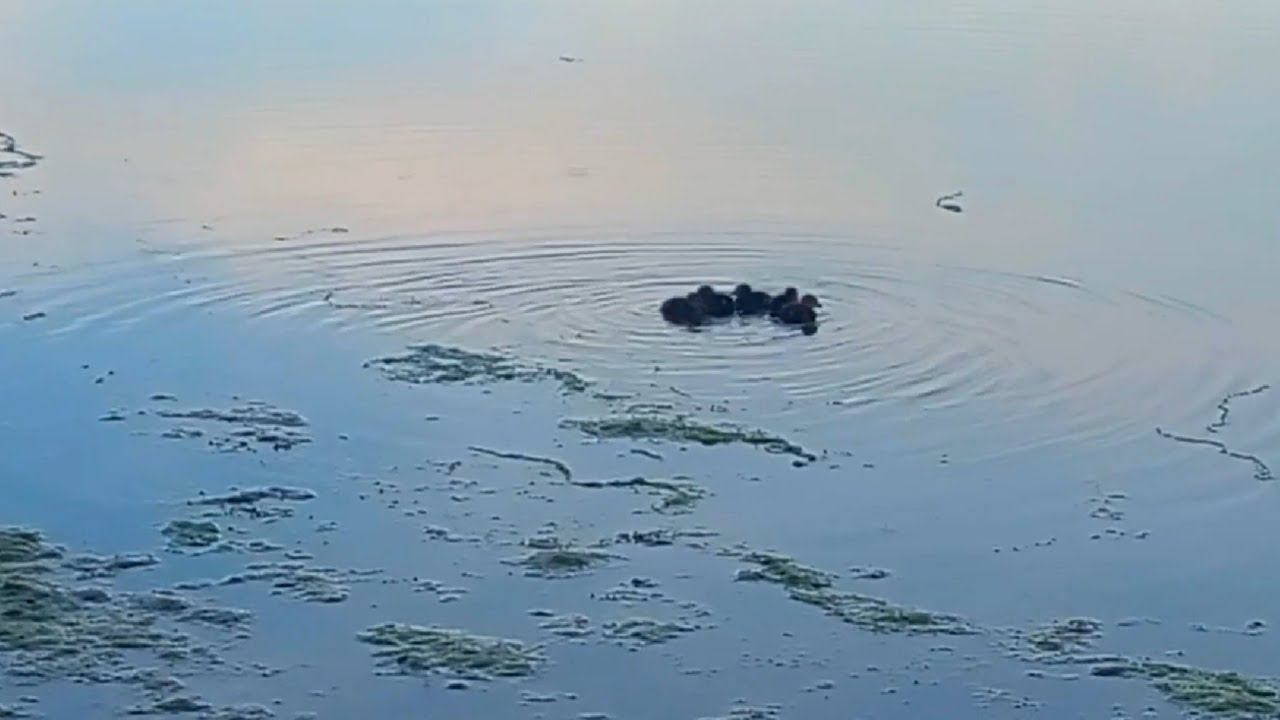 Брошенные? Дикие утята смотреть онлайн