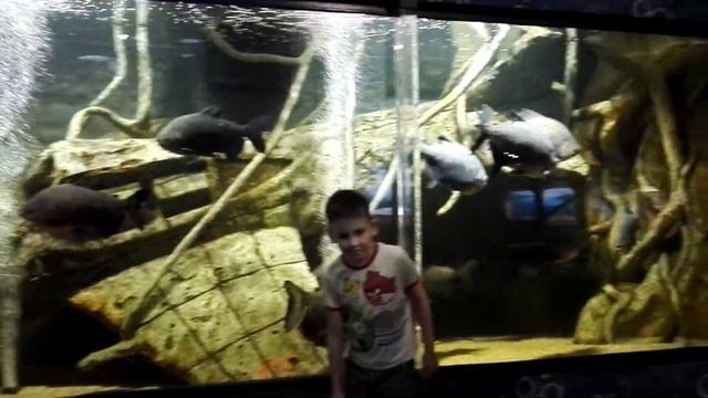 Казанский океанариум Kazan Aquarium смотреть онлайн