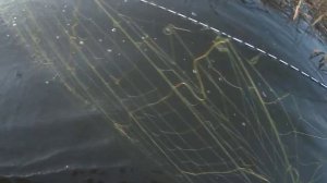 рыбалка на сети ловим по немногу