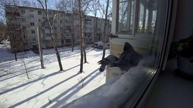 Скрытая камера. Сколько птиц прилетит к кормушке на горсть пшена ? смотреть онлайн