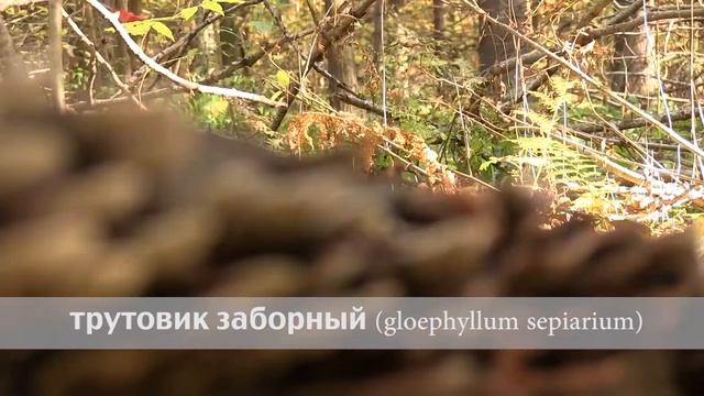 трутовик заборный смотреть онлайн