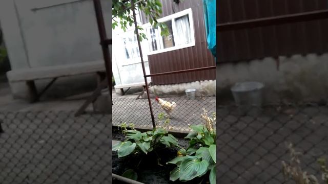 Петюня ходит строевым шагом смотреть онлайн