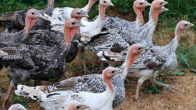 Домашние птицы и их детеныши в гостях у Полины смотреть онлайн