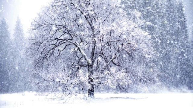 Twinkling Snow, White Tree of Life, Elegant Piano Music For Meditation, Study, Relaxing etc.. смотреть онлайн