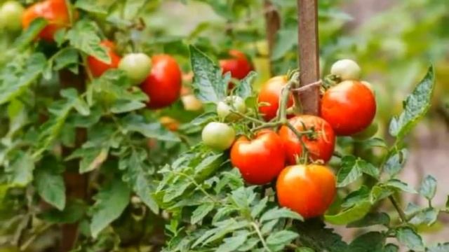 СУПЕР ТОМАТ вырастает гроздями. Скороспелый, без ухода ХИТ 2023 смотреть онлайн