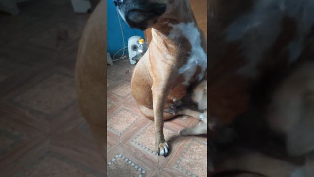 Rough handling oven the daugnter !!! смотреть онлайн