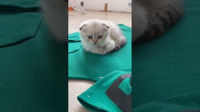 Детство Лелика - Знакомство с котятами часть 4 (Лёлик) смотреть онлайн