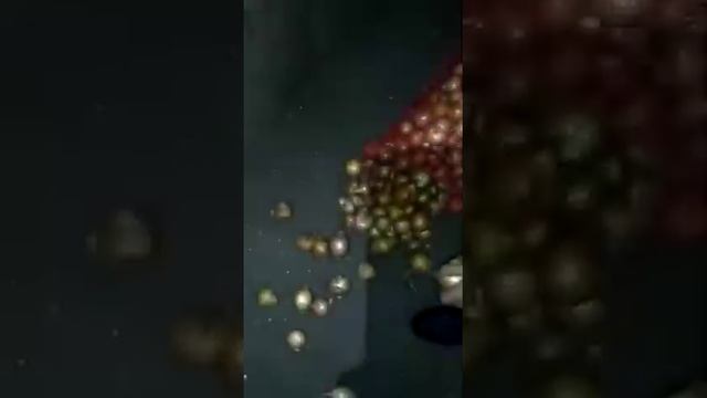 Лук на выгонку "Каратальский" зачатки смотреть онлайн