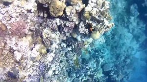 ALBATROS PALACE SHARM. ШИКАРНЫЙ РИФ.