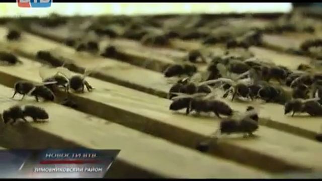 НАТУРАЛЬНЫЙ МЕД С ПАСЕКИ. ПОЛЬЗА МЁДА. Пасека Левченко Владимира