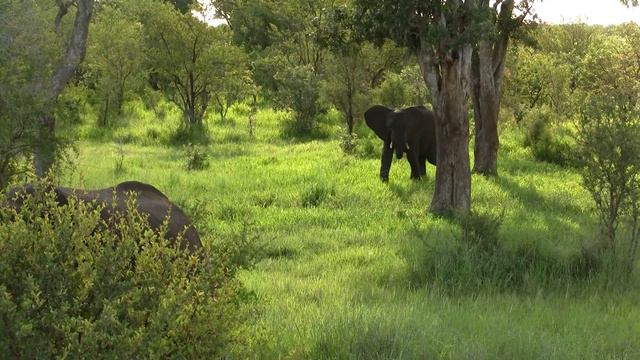 Elephants On Green. Слоны на зеленом (1127sp) смотреть онлайн