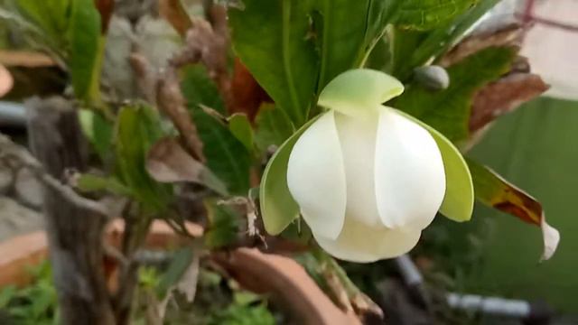 Jahuri champa/Magnolia pumila/ Magnolia coco ! смотреть онлайн