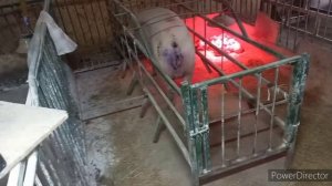 Первые поросята от моего Кабана// #КБ + #Петрен.