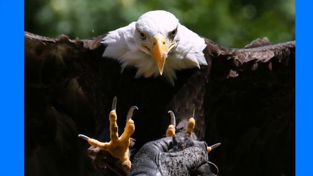 Полёт КОНДОРА смотреть онлайн