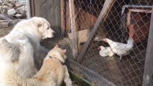 Для собак было интересно: кто это, съедобный или нет смотреть онлайн