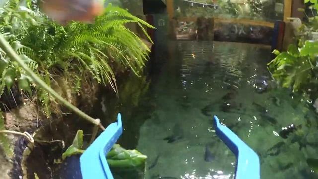 Кормление пираний от первого лица! смотреть онлайн