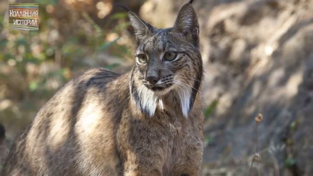 Пять самых редких диких кошек. смотреть онлайн