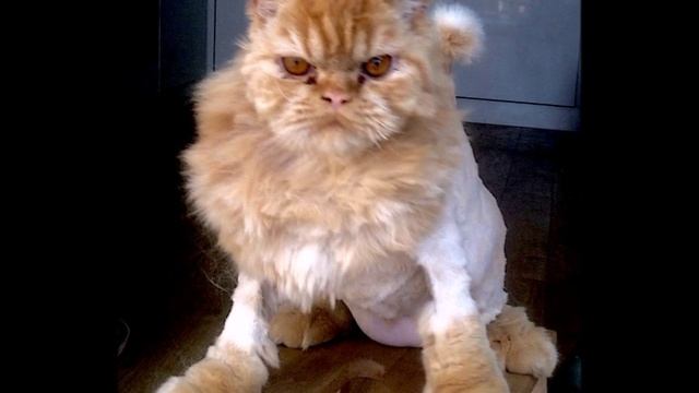 Cat's grooming - Persian. Pussycat become a Lion / Стрижка кота. Перс. смотреть онлайн